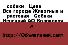 собаки › Цена ­ 2 500 - Все города Животные и растения » Собаки   . Ненецкий АО,Волоковая д.